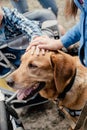 Canis Dog Therapy. Labrador dog and disabled children on green grass. Dog-Assisted Therapies and Activities in Rehabilitation of Royalty Free Stock Photo