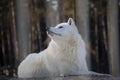 Portrait of curious arctic wolf