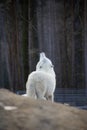 Howling arctic wolf