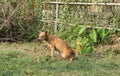 Canis lupus familiaris is  toilet  on the grass. Royalty Free Stock Photo