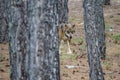 Canis Lupus Signatus between pine tree trunks n3 Royalty Free Stock Photo