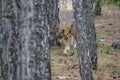 Canis Lupus Signatus between pine tree trunks n2 Royalty Free Stock Photo