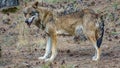 Canis Lupus Signatus profile view Royalty Free Stock Photo