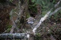 Grey wolf hidden in forest