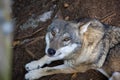 Grey wolf hidden in forest