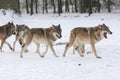 Canis lupus wolfes Royalty Free Stock Photo