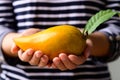 Canistel fruit or Eggfruit holding by woman hand Royalty Free Stock Photo