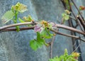 Canker and anthracnose, grape canker, Dead-arm Eutypa lata and Phomopsis viticola generally refer to many different plant diseas