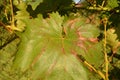 Canker and anthracnose, grape canker, Dead-arm Eutypa lata and Phomopsis viticola