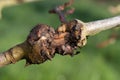 Canker on an apple tree