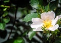 Canker-bloom. blooming crimean briar closeup, local focus, shall