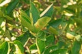 Canker disease on citrus leaves