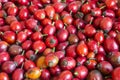 Canker Rose Berries, Bright Red Background.