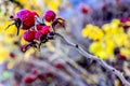 Canker-rose with plant and leaves in the autumn near Luhachovice in Czech Republic