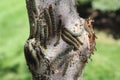 Canker worms on tree trunk