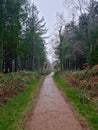 Cann Woods On the Edge of Plymouth and Dartmoor Devon uk