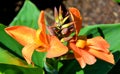 Canna or canna lily Royalty Free Stock Photo