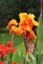 Canna Royalty Free Stock Photo