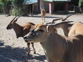 Canna, common eland, Taurotragus oryx, an antelope living in Africa, in the Serengeti ecoregion. Several antelopes. A Royalty Free Stock Photo