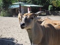 Canna, common eland, Taurotragus oryx, an antelope living in Africa, in the Serengeti ecoregion. Several antelopes. A Royalty Free Stock Photo