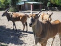 Canna, common eland, Taurotragus oryx, an antelope living in Africa, in the Serengeti ecoregion. Several antelopes. A Royalty Free Stock Photo