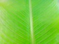 Canna discolor leaf texture, young leaves have a reddish green color.