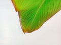 Canna discolor leaves, young leaves have a reddish green color.