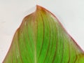 Canna discolor leaves, young leaves have a reddish green color.