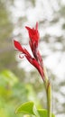 Canna edulis red arrowroot flower Royalty Free Stock Photo
