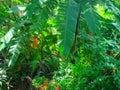 banana leaves in southern china Royalty Free Stock Photo