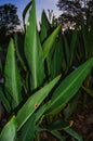 Canna flaccida in the garden,golden canna lily leaf Royalty Free Stock Photo