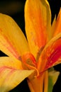 Canna Flower Royalty Free Stock Photo