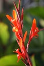 Canna Flower