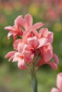 Canna flower