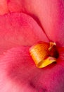 Canna Flower