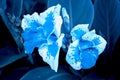 Canna flower also called canna lily in the garden in blue color Royalty Free Stock Photo