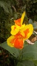 Canna flower also called canna lily in the garden. Beautiful orange and yellow tropical flowers close up Royalty Free Stock Photo