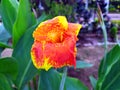 Canna flower also called canna lily in the garden. Beautiful orange and yellow tropical flowers close up. Royalty Free Stock Photo