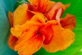 Canna flower also called canna lily in the garden Royalty Free Stock Photo