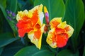 Canna flower also called canna lily in the garden Royalty Free Stock Photo
