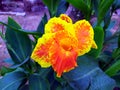 Canna flower also called canna lily in the garden. Beautiful orange and yellow tropical flowers close up. Royalty Free Stock Photo