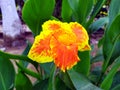 Canna flower also called canna lily in the garden. Beautiful orange and yellow tropical flowers close up. Royalty Free Stock Photo
