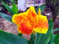 Canna flower also called canna lily in the garden. Beautiful orange and yellow tropical flowers close up. Royalty Free Stock Photo