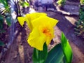 Canna flower also called canna lily in the garden. Beautiful orange and yellow tropical flowers close up. Royalty Free Stock Photo