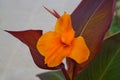 Canna flower also called canna lily in the garden. Royalty Free Stock Photo