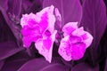 Canna flower also called canna lily in the garden in violet color. Royalty Free Stock Photo