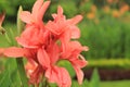 CANNA FLOWER Royalty Free Stock Photo