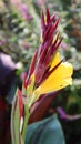 Canna flower or canna lily Royalty Free Stock Photo