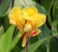 Canna flower or canna lily Royalty Free Stock Photo