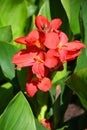 Canna flower or canna lily Royalty Free Stock Photo